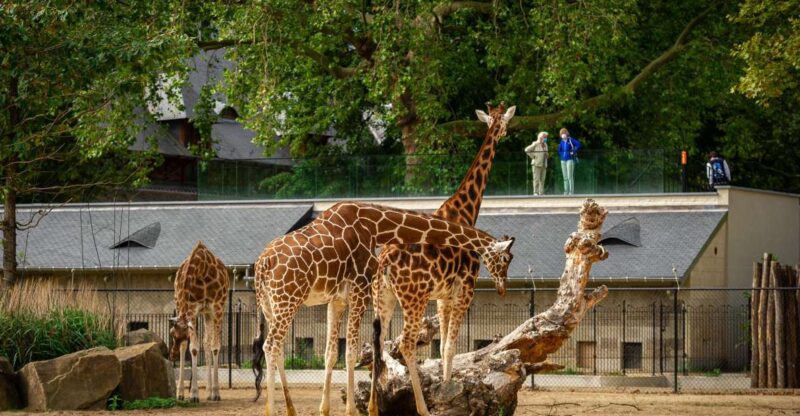 Antwerp: ZOO Entry Ticket - Visitor Attractions and Experiences