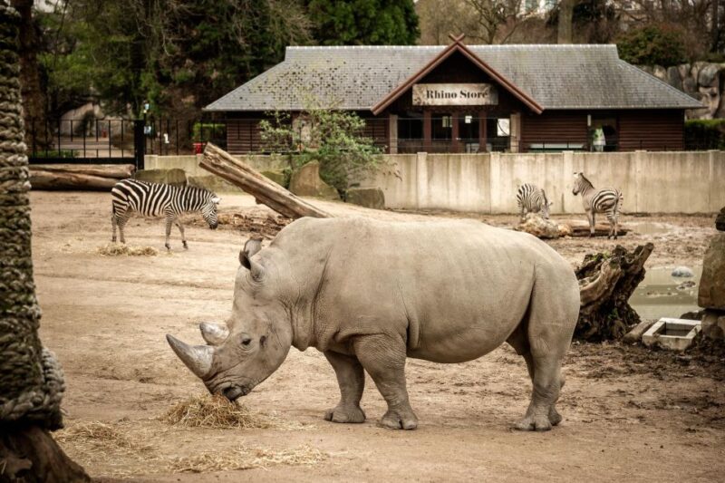 Antwerp: ZOO Entry Ticket - Accessibility and Amenities