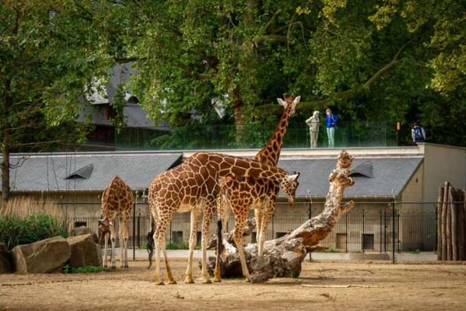 Antwerp: ZOO Entry Ticket - Customer Reviews and Ratings