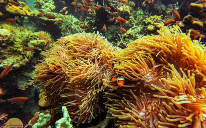 Ao Nang: 4 Islands Day Tour by Speedboat or Longtail Boat - Languages Offered