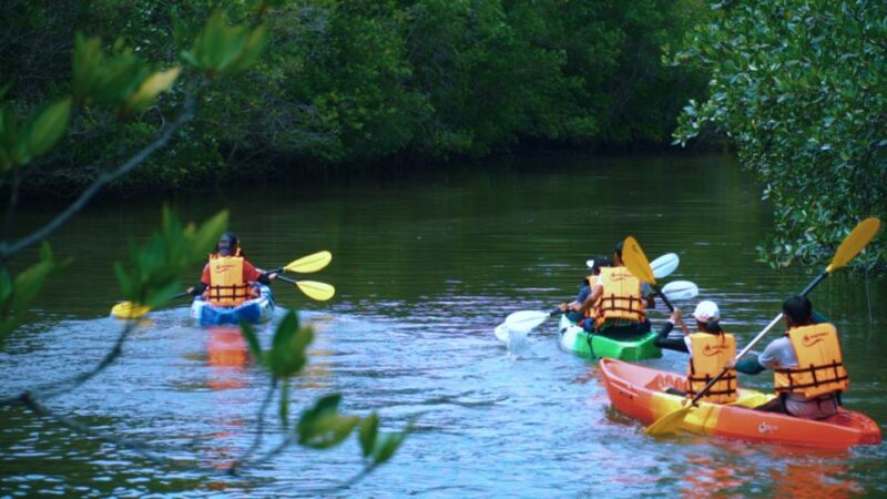 Ao Nang: Kayak Tour in Krabi Mangrove Forest With Lunch - Experience Highlights