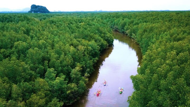 Ao Nang: Kayak Tour in Krabi Mangrove Forest With Lunch - Itinerary