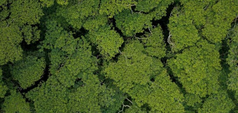 AOA Polynesian Forests - Tahiti Biodiversity Sanctuary Hike - Exploring the Biodiversity Sanctuary