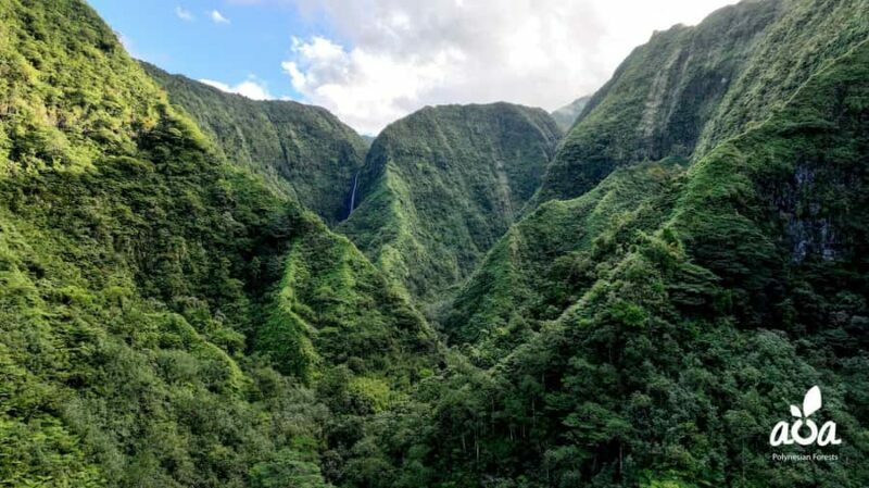 AOA Polynesian Forests - Tahiti Biodiversity Sanctuary Hike - The Value and Why It Matters