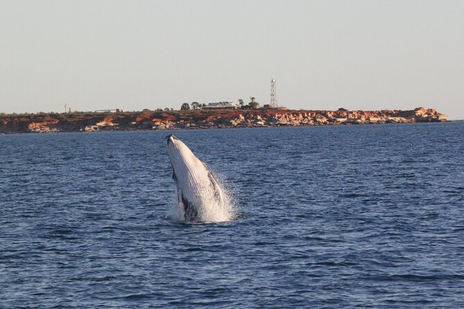 AOC Whale Watching From Broome - Seasonal Availability