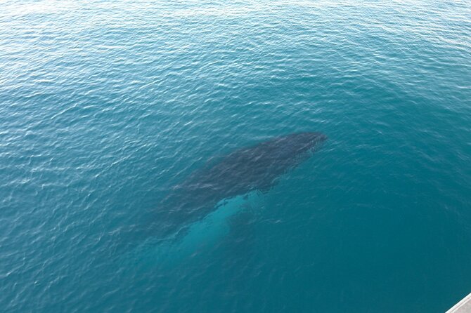 AOC Whale Watching From Broome - Inclusions and Amenities