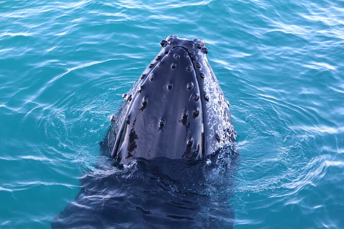 AOC Whale Watching From Broome - Booking and Confirmation