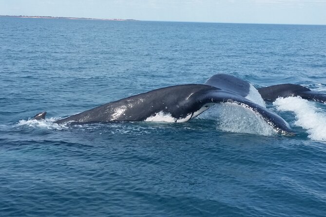 AOC Whale Watching From Broome - Accessibility and Policies