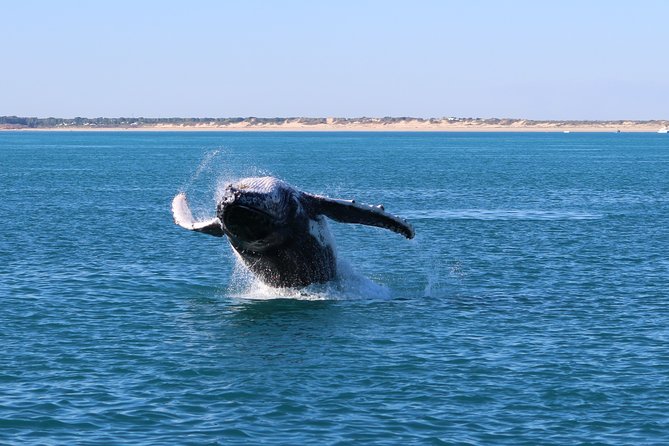 AOC Whale Watching From Broome - Customer Feedback and Testimonials