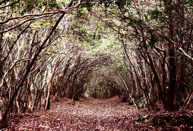 Aokigahara Nature Conservation Full-Day Hiking Tour - Snacks and Bottled Water