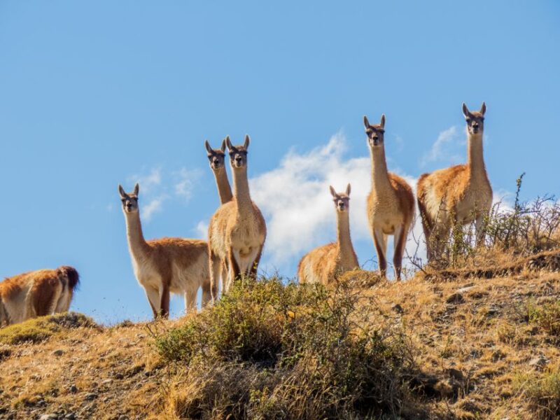 Aonikenk & Nordenskjold Trails: Guided Hiking Trail - Key Points