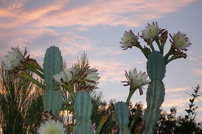 Apache Trail and Dolly Steamboat Van Tour - Itinerary