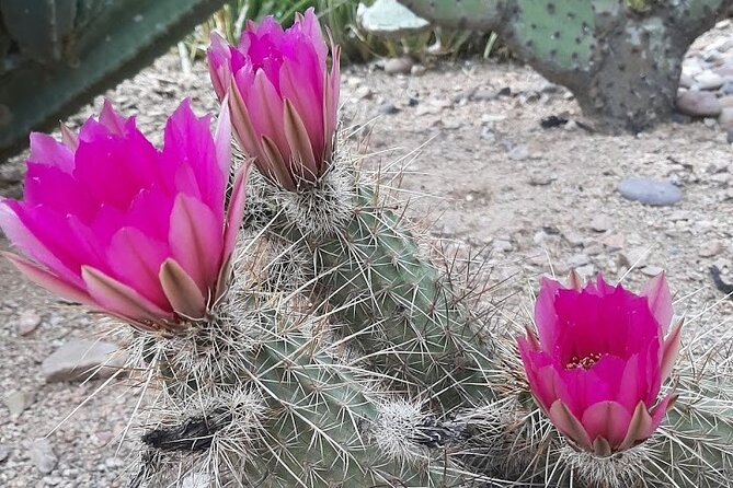 Apache Trail Private Half-Day Tour - Tour Overview and Highlights