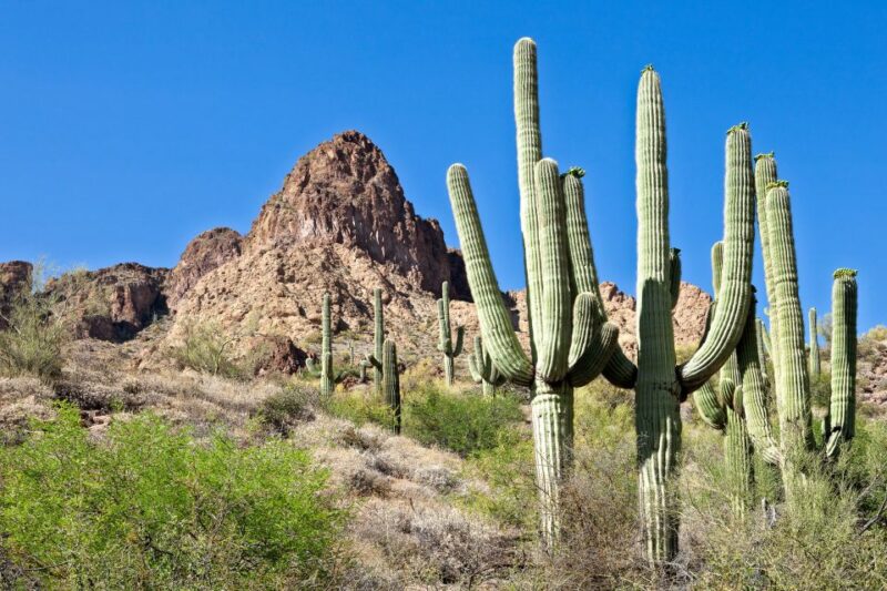 Apache Trail Tour and Lake Cruise: From Phoenix / Scottsdale - Inclusions