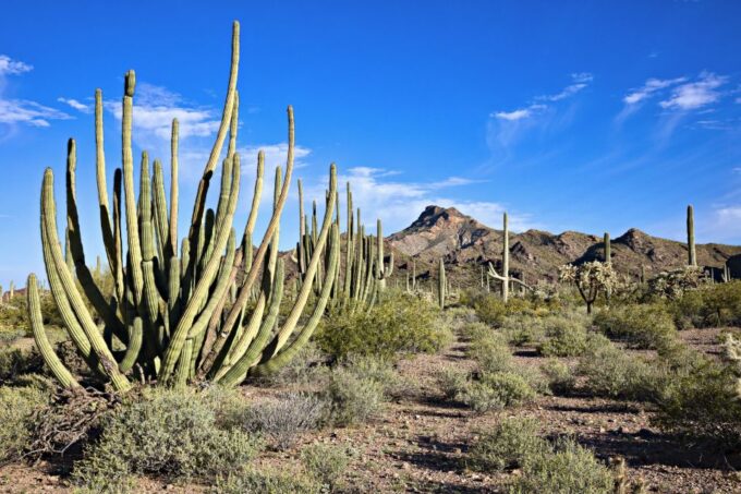 Apache Trail Tour and Lake Cruise: From Phoenix / Scottsdale - Goldfield Ghost Town