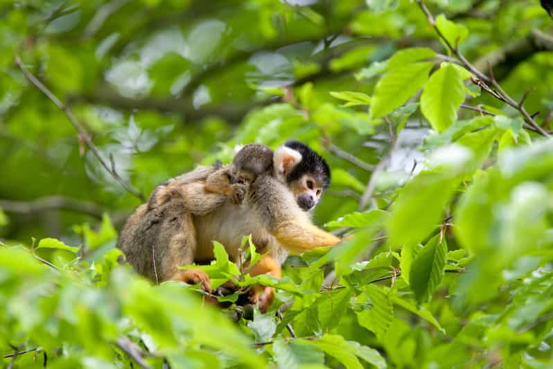 Apeldoorn: Apenheul Zoo Entry Ticket - Animal Encounters and Experiences