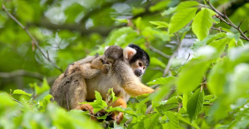 Apeldoorn: Apenheul Zoo Entry Ticket - Conservation Efforts and Impact