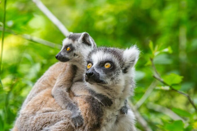 Apeldoorn: Apenheul Zoo Entry Ticket - What to Expect at Apenheul Zoo