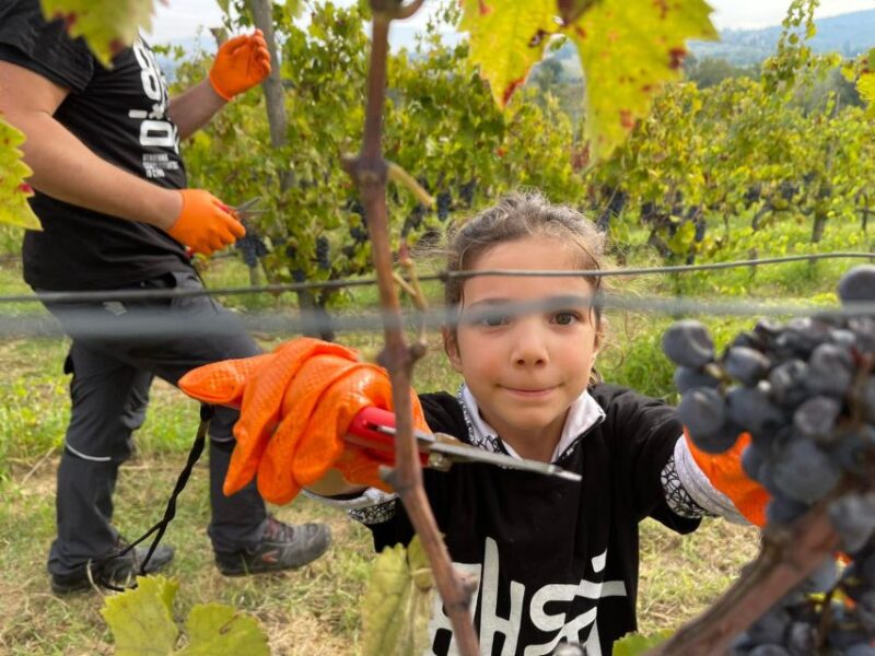 Aperitif in the Vineyard - Activity Details