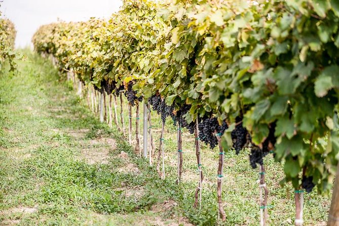 Aperitour - Paololeo Winery - Tasting Experience With Local Delights