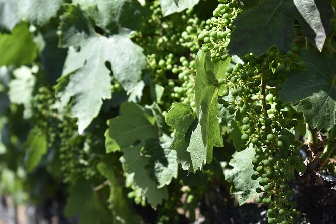 Apple Hill Wine Tasting Tours and Placerville Wine Tasting Tours - Tour Overview and Details