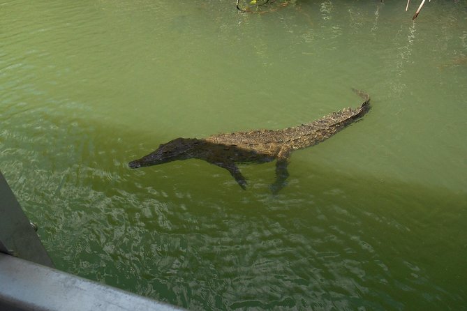 Appleton Estate Rum and Black River Safari Private Tour - Discovering Black River Safari