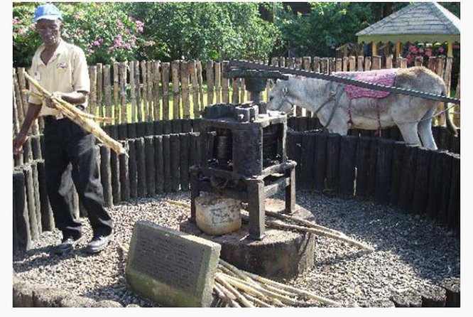Appleton Estate Rum Private Tour - Health and Safety