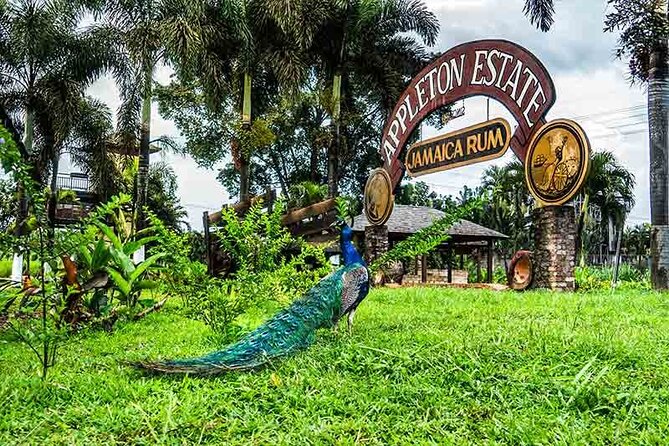 Appleton Estate Rum Private Tour - Booking Your Stay