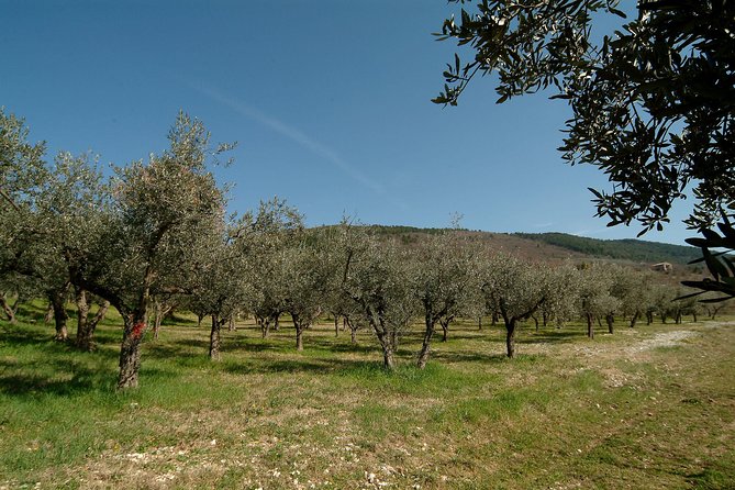 Apprentice Olive Oil Taster for a Day! - Constructive Feedback