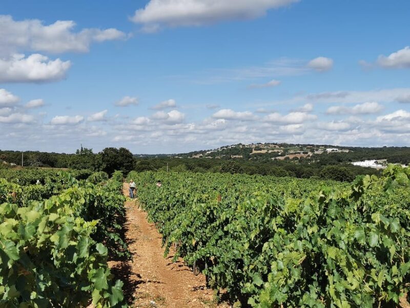 Apulia: Guided Wine Tasting With Local Appetizers - Wine Selection