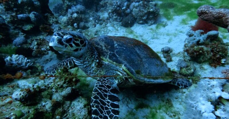 Aqaba: Private Introductory Red Sea Dive From the Shore - Key Points