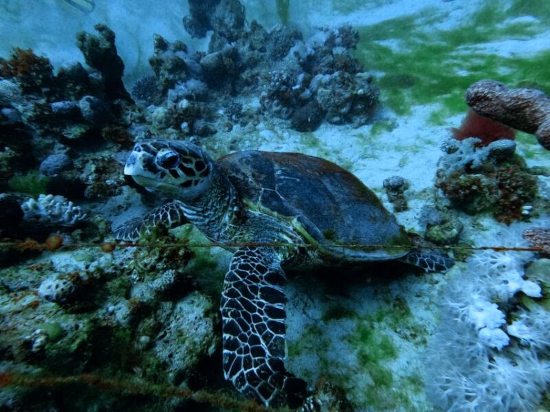 Aqaba: Private Introductory Red Sea Dive From the Shore - Diving Experience