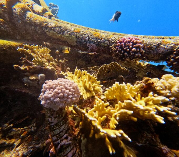 Aqaba: Private Introductory Red Sea Dive From the Shore - Instructor Qualifications