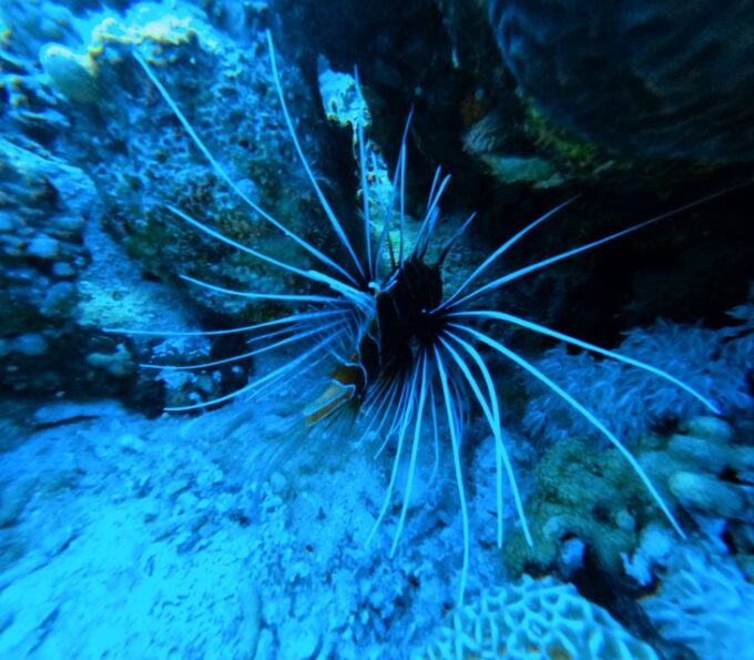 Aqaba: Private Introductory Red Sea Dive From the Shore - Frequently Asked Questions
