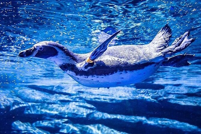 Aquaria Phuket - INTER MARKET - Pricing Policy