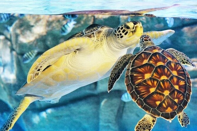 Aquaria Phuket - INTER MARKET - Customer Support