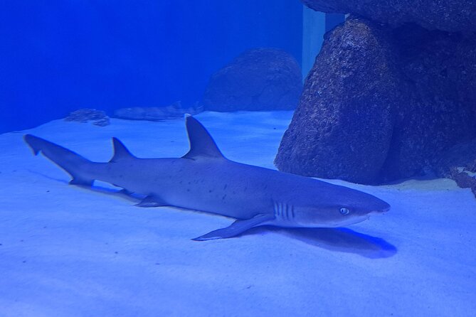 Aquario and Biopark Half-Day Tour - Inclusions and Amenities