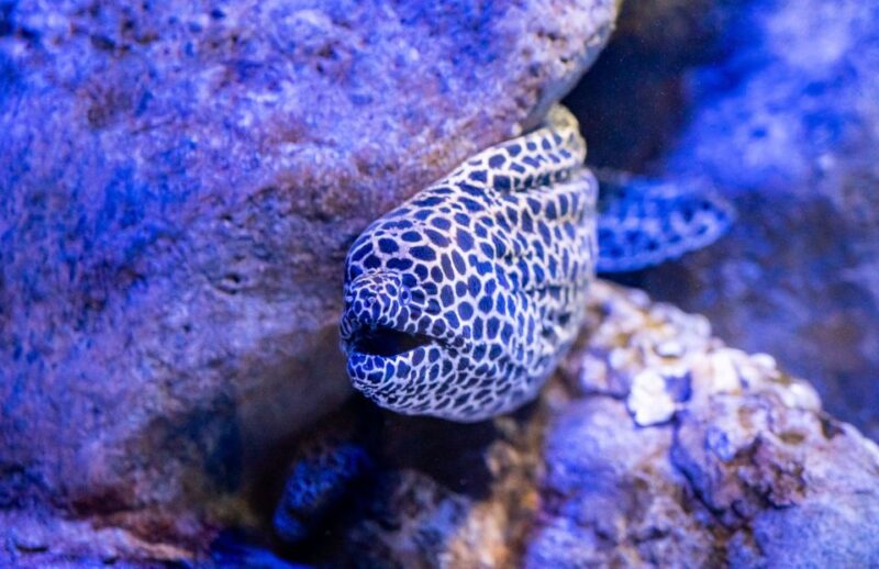 AquaRio and Olympic Boulevard Small Group Tour - Key Points