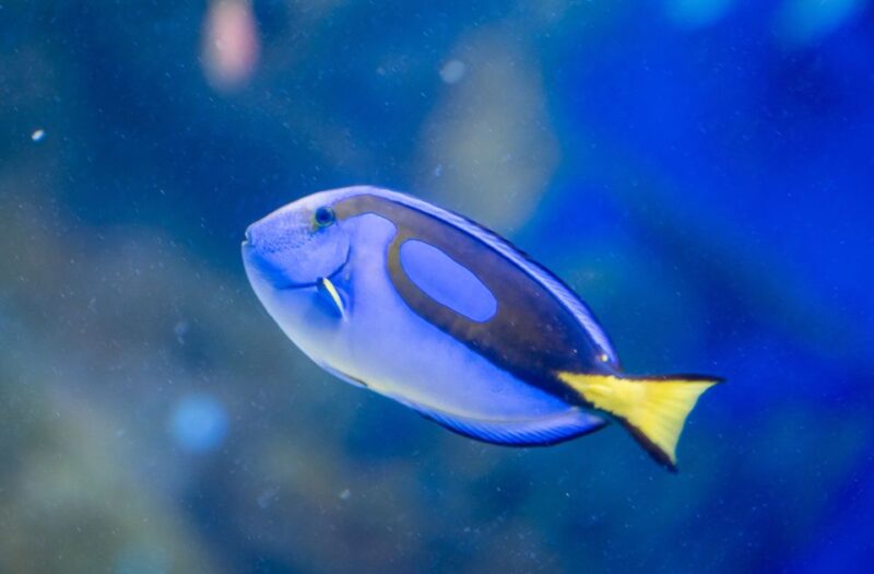 AquaRio and Olympic Boulevard Small Group Tour - Aquarium Highlights