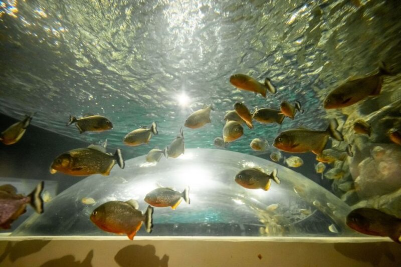 AquaRio and Olympic Boulevard Small Group Tour - Included and Excluded