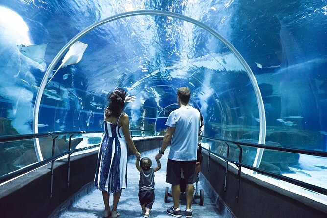 AquaRio, Museum, Boulevard Olimpico, Ferris Wheel, Transport and Tourism Guide. - Museum of Tomorrow Insights