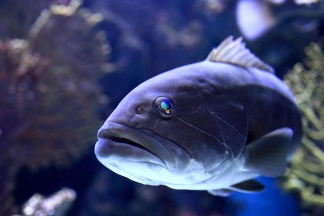 Aquarium & Face2face Wax Museum From Kemer - Key Points