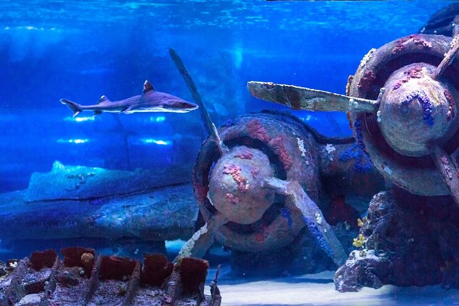 Aquarium & Face2face Wax Museum From Side - Accessibility and Participation