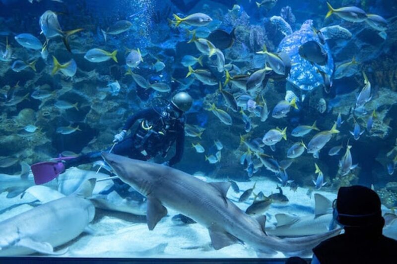 Aquarium KLCC, KL Tower, TRX, and PNB 118 Tour - Petronas Towers Exploration