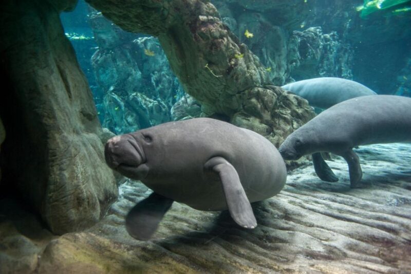 Aquarium of Genoa + Focaccia - The Focaccia Experience