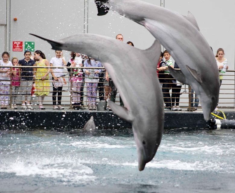 Aquarium of Genoa + Focaccia - Customer Experiences and Feedback