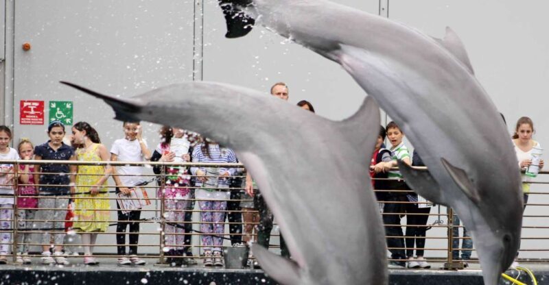 Aquarium of Genoa + Focaccia - Booking and Cancellation Policies