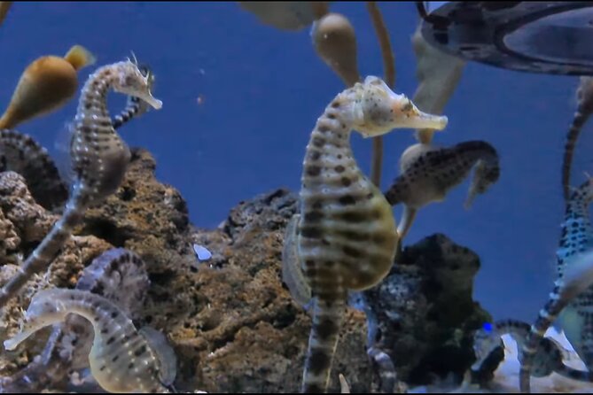Aquarium of Genoa Reserved Entrance - Accessibility and Booking