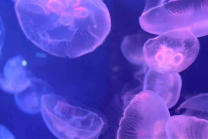 Aquarium of Genoa Reserved Entrance - Positive Feedback Highlights