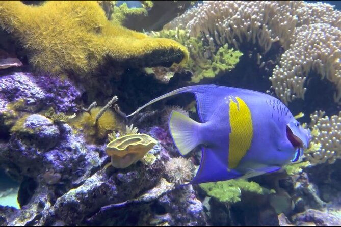 Aquarium of Genoa Reserved Entrance - Challenges and Suggestions